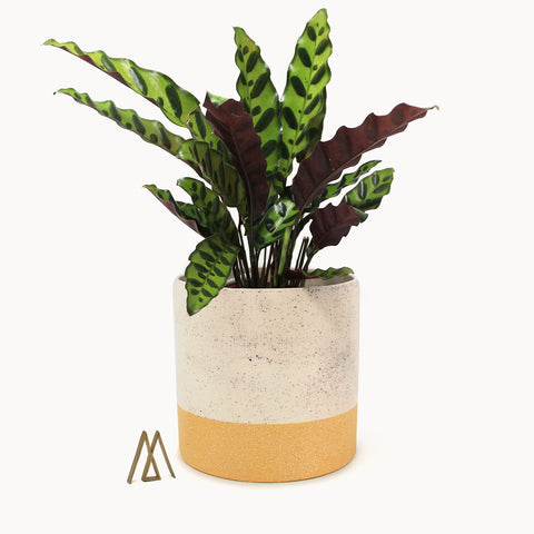 Calathealar