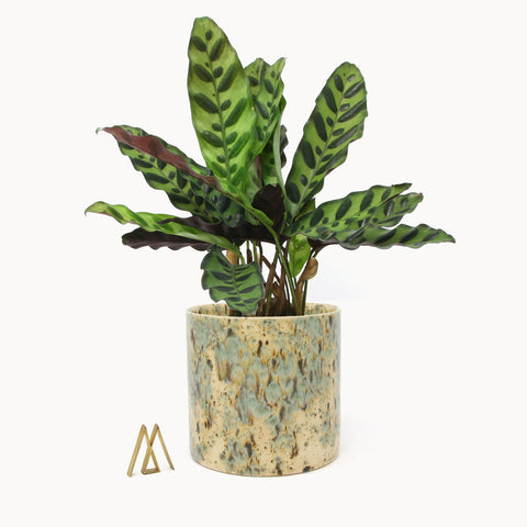 Calathealar