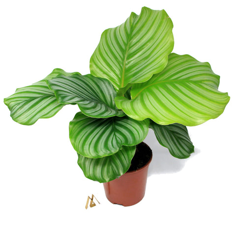 Calathealar